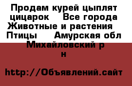 Продам курей цыплят,цицарок. - Все города Животные и растения » Птицы   . Амурская обл.,Михайловский р-н